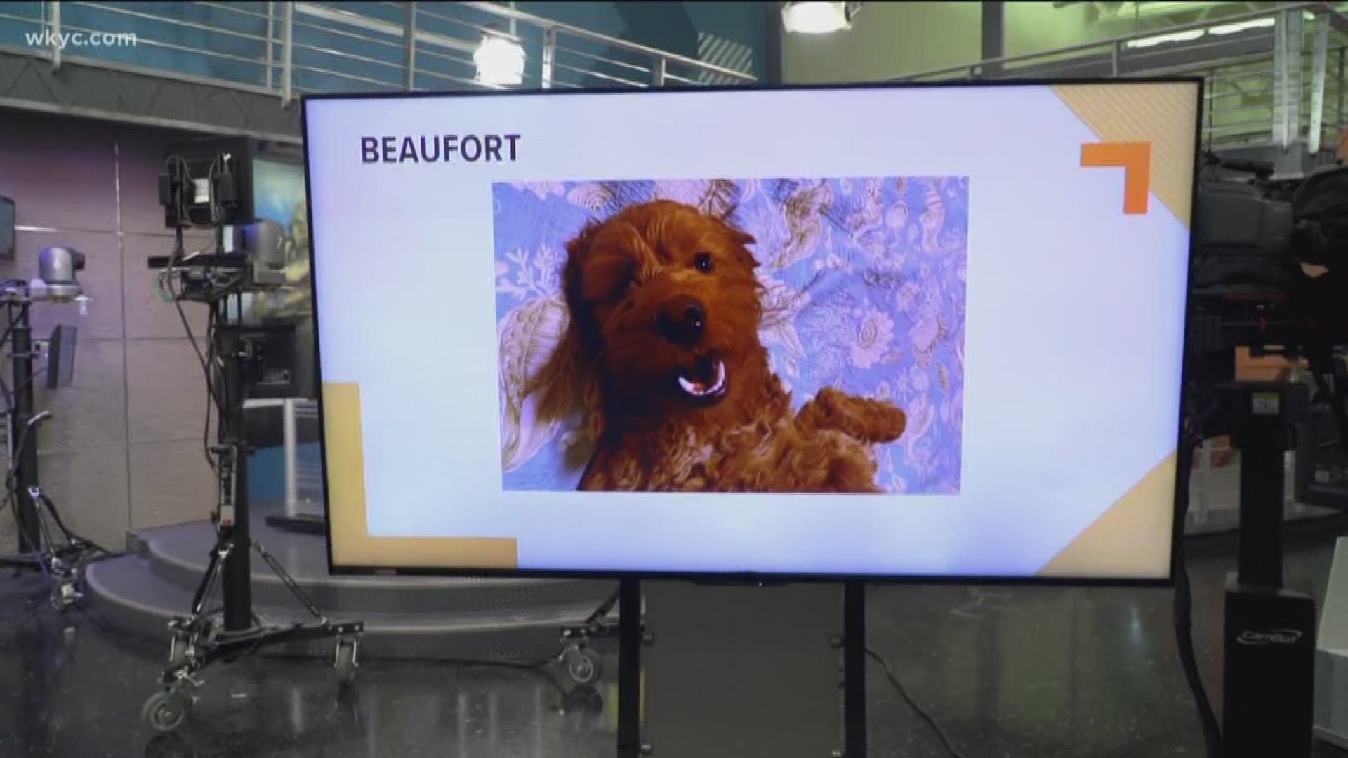 Doggone Weather: Beaufort