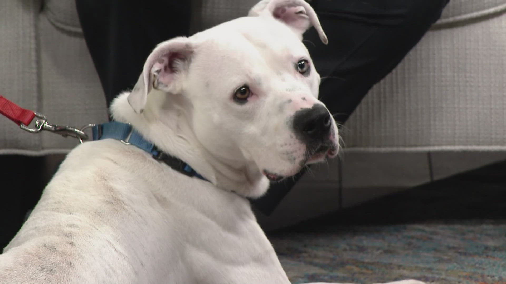 Leon sits down with Ken Clarke, Executive Director of Rescue Village, and Conner, a dog in search of a new home.