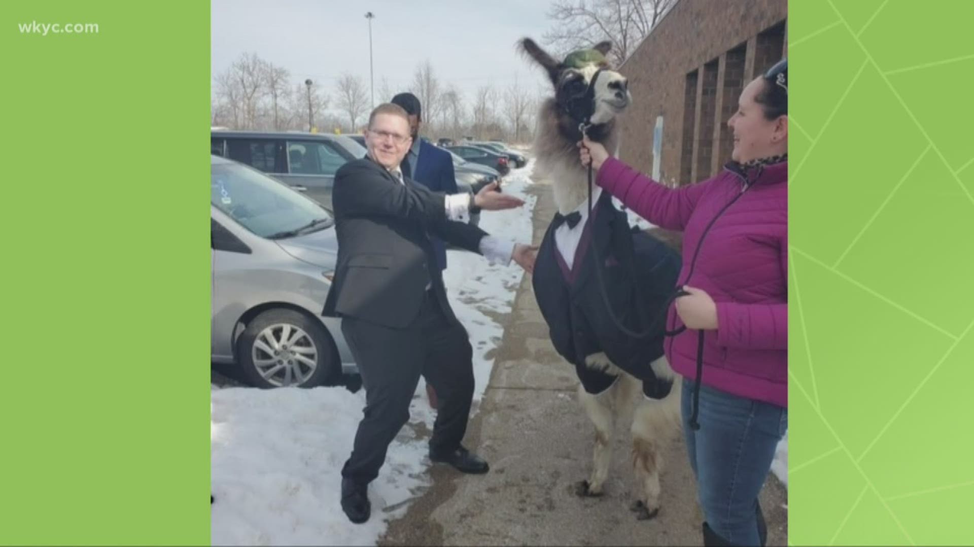 Imagine it’s your wedding day and your brother says he has a surprise outside for you. You go outside and see a llama dressed in a tuxedo. What would you do?