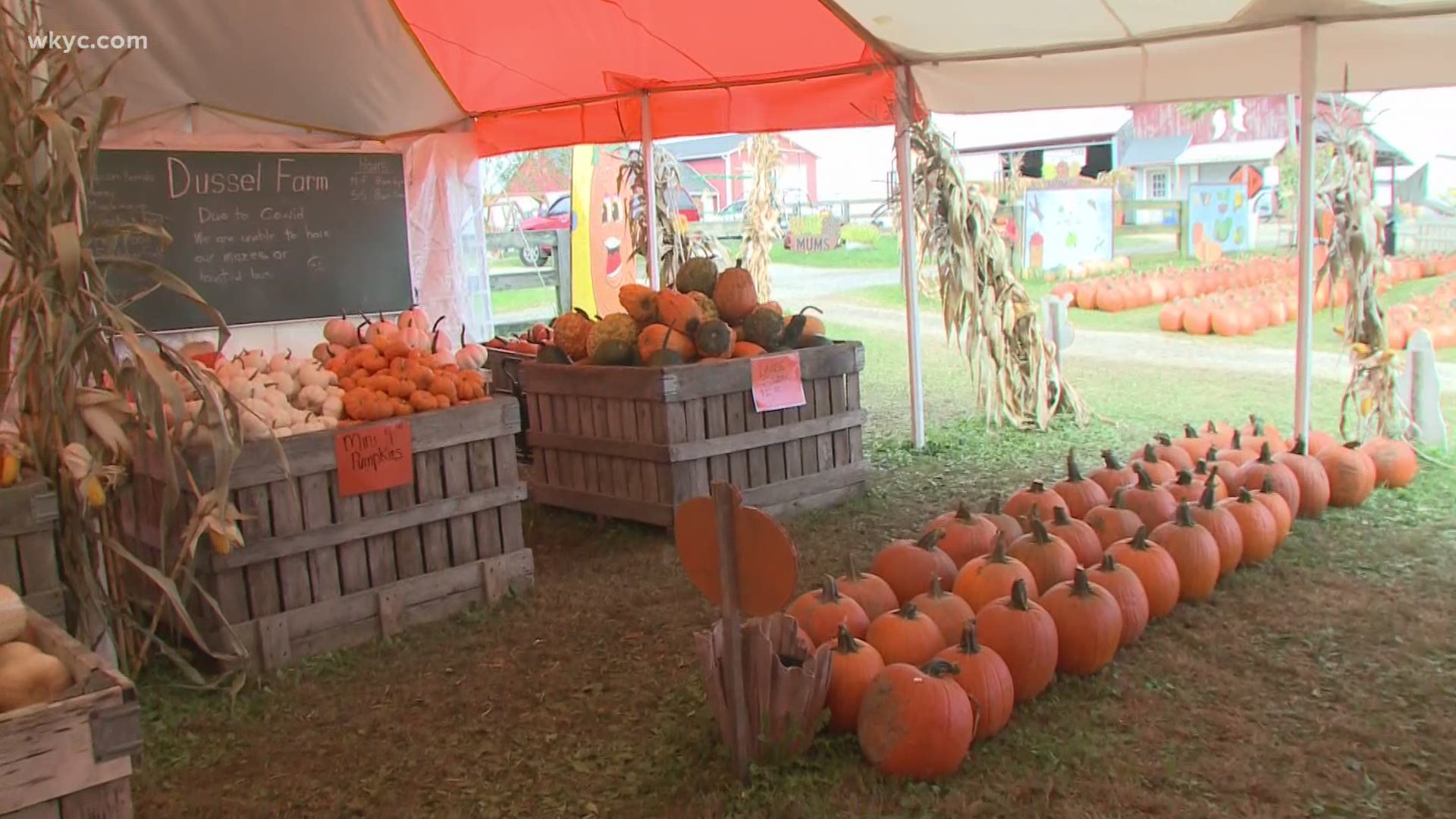 Oct. 4, 2020: Looking for some fall fun this year? Here's a look at everything you can expect to find this year at Dussel Farm in Kent. Happy Halloween!