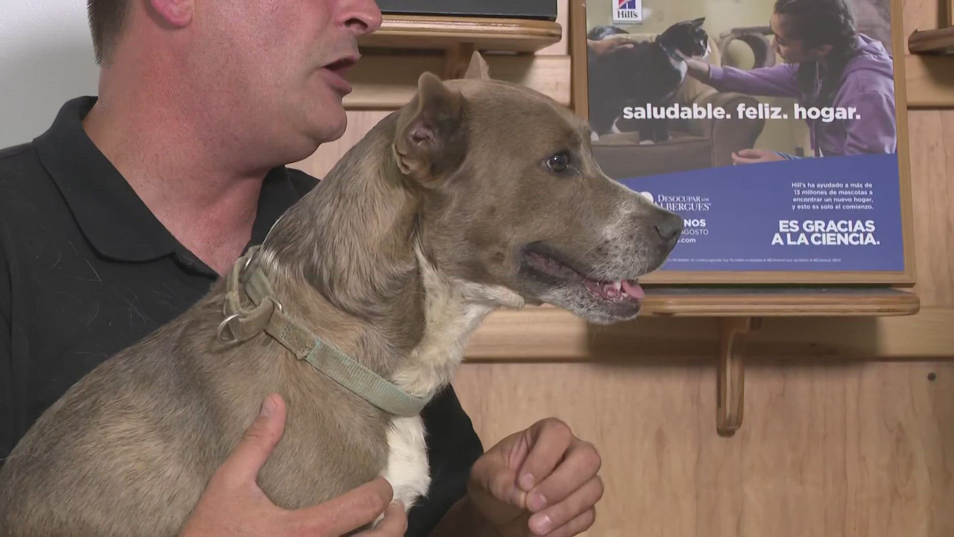 Each day in August, 3News will be featuring a local rescue or shelter participating in the campaign.