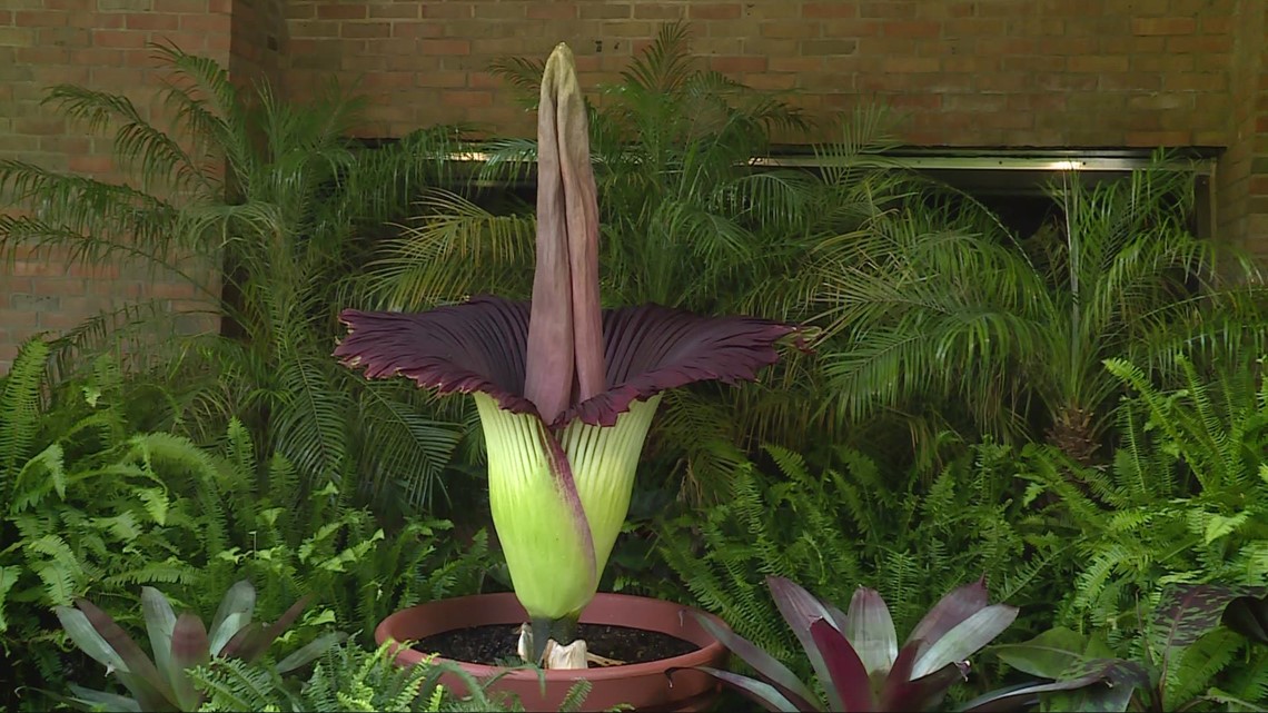 Cleveland Metroparks Zoo's 'stinky' corpse flower is blooming