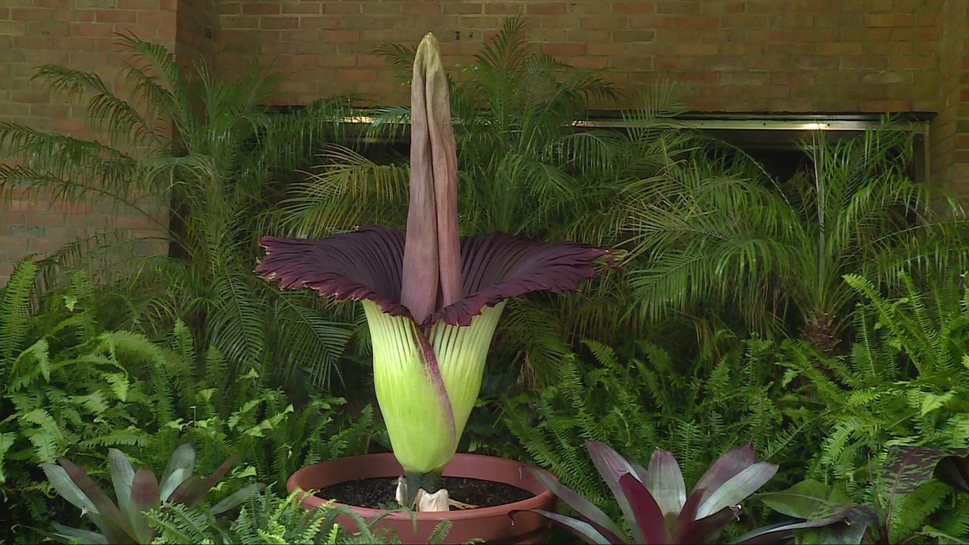 The Cleveland Metroparks Zoo says that their giant titan arum plant, better known as the corpse flower, has started the blooming process.