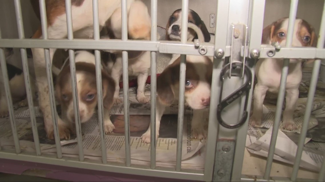 Over 80 dogs rescued from 'filthy' Richland County property, recovery begins