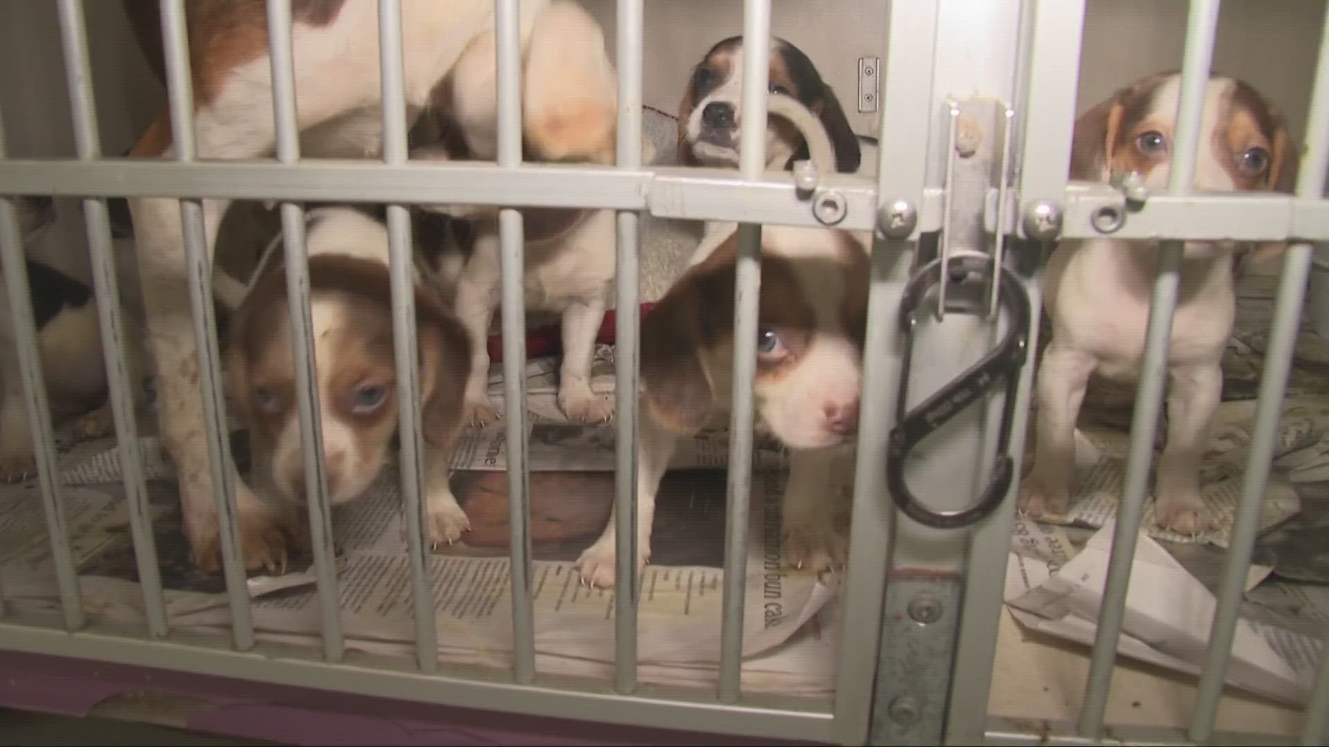 One dog has since died. The rest are currently at the Humane Society in Mansfield, which was already at capacity with 23 dogs before the rescue.