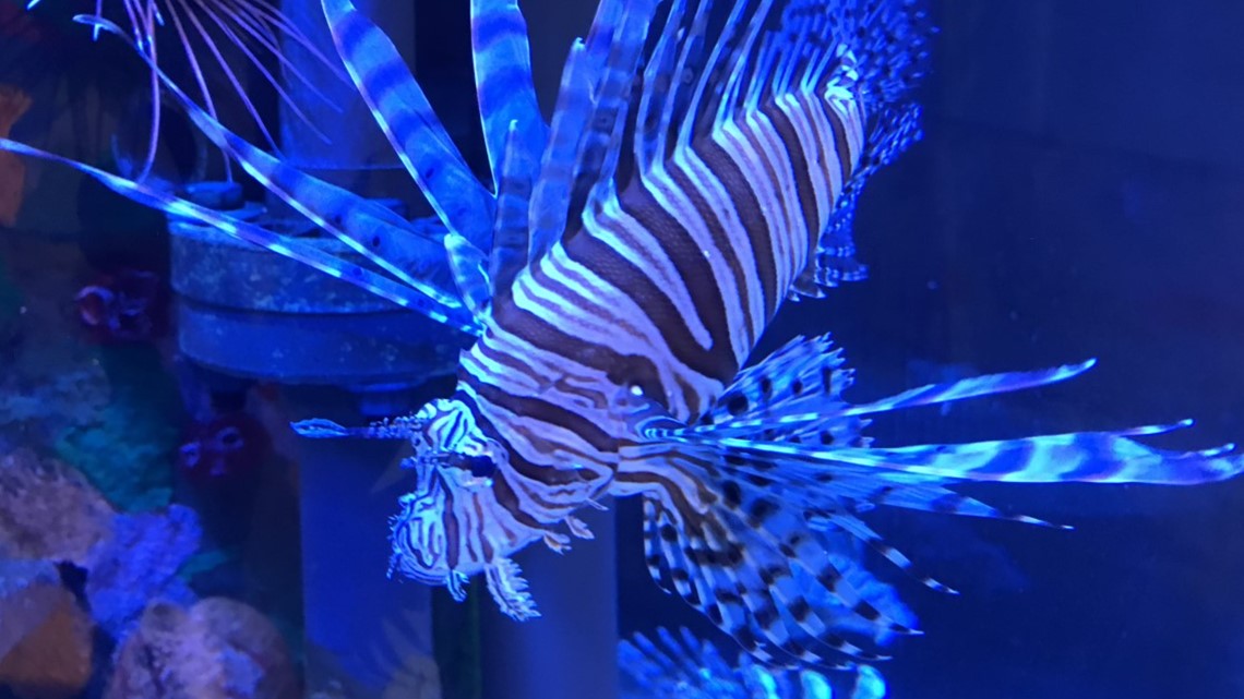 Greater Cleveland Aquarium celebrates 'fintastic' moms