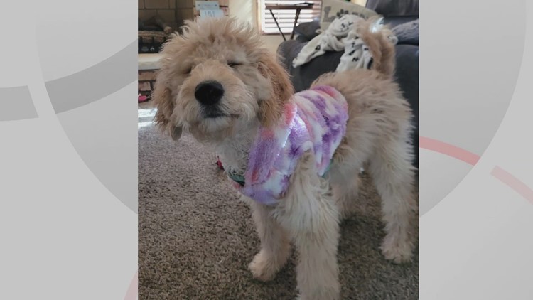 Northeast Ohio celebrates National Puppy Day