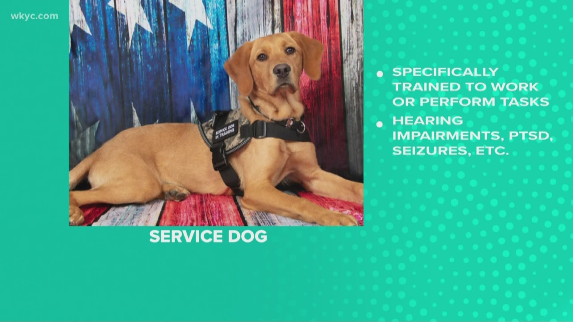 Service dog vs. therapy dog vs. emotional support animal: What is the  difference? 