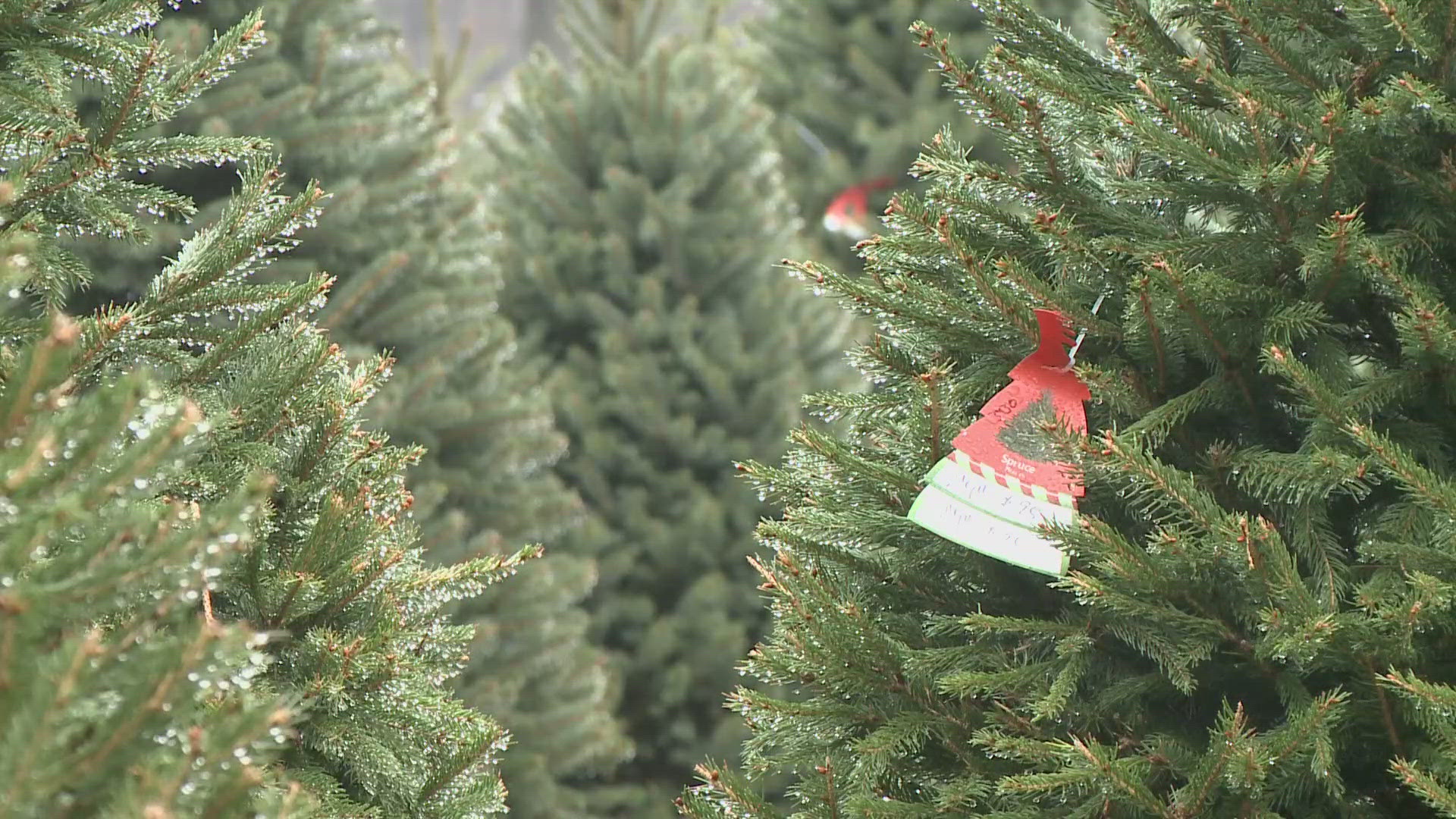 Will it be 'Joy to the World' or 'Bah! Humbug!' for this season's crop of holiday evergreens?