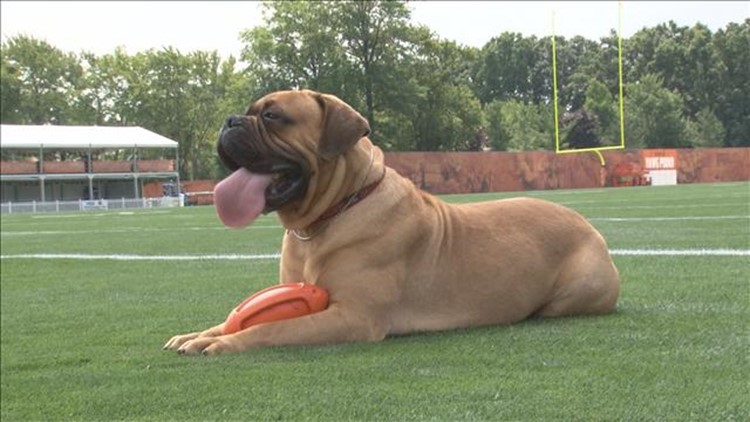 Beloved Browns mascot Swagger dies