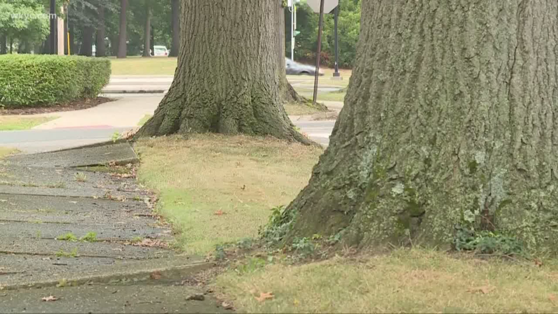 Fungal disease is damaging Oak Trees across Northeast Ohio
