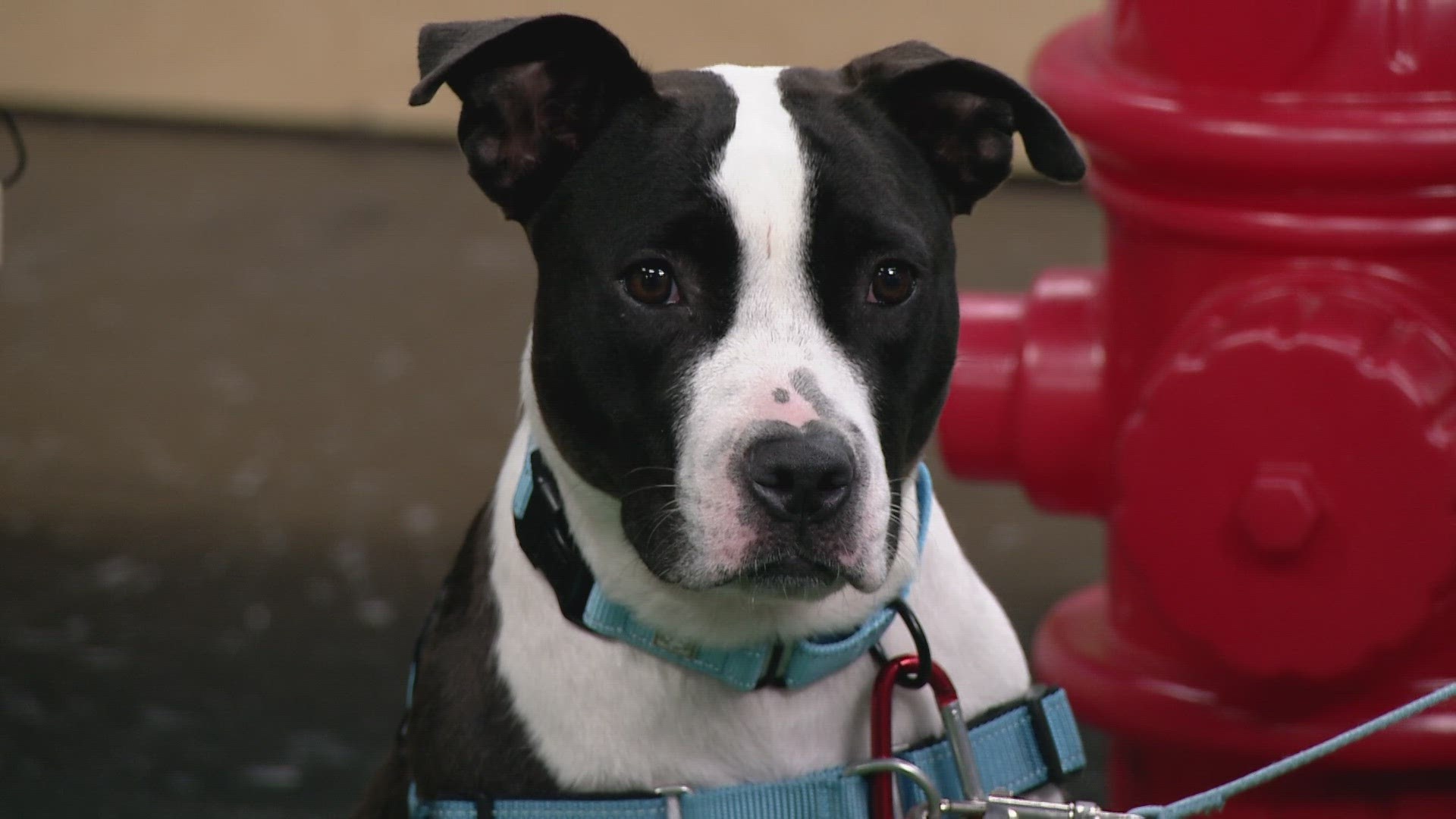 The annual campaign is taking place the whole month of August with more than 20 shelters from across Northeast Ohio partnering with 3News to help pets find a home.