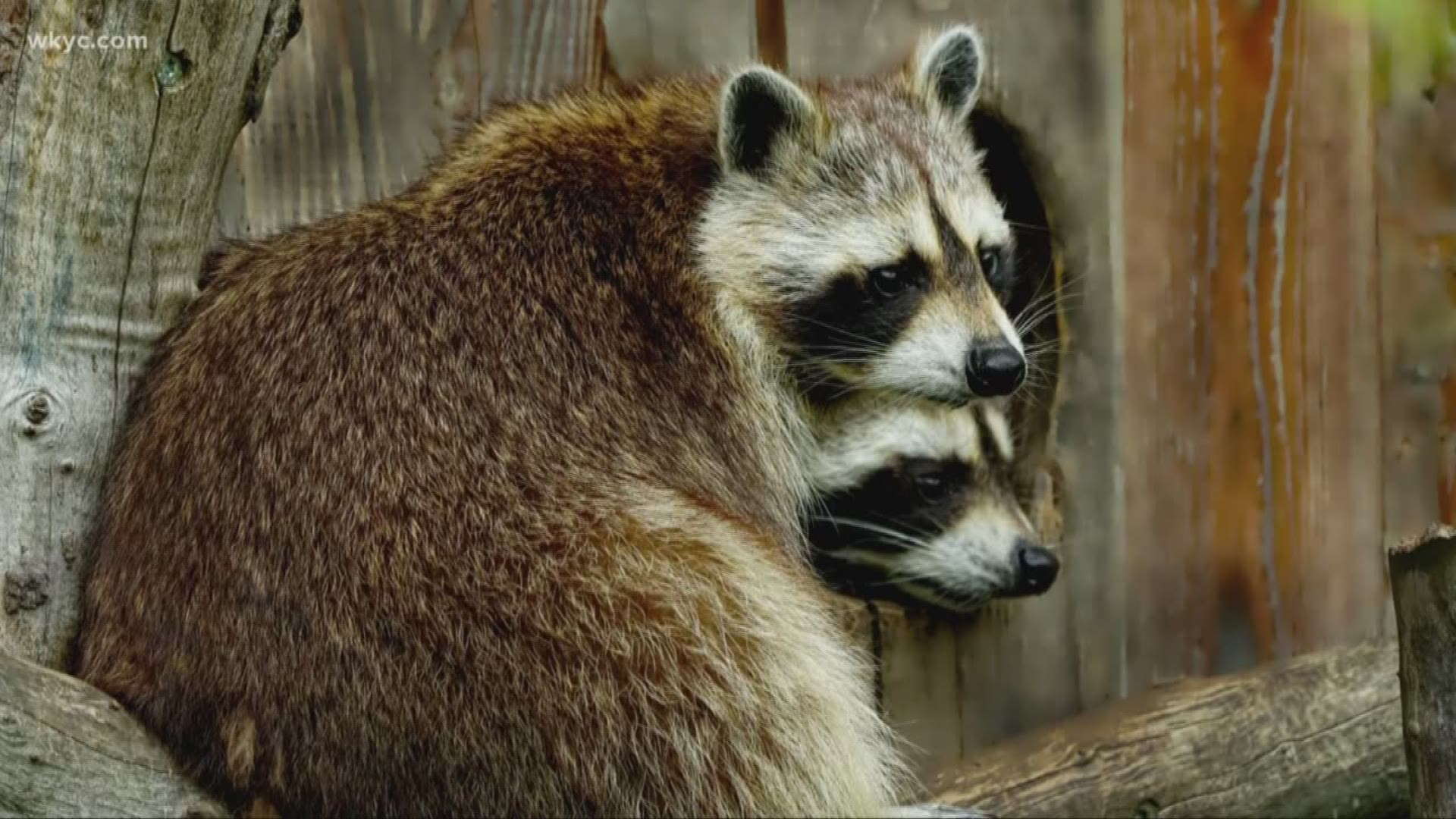 Veterinarians warn of distemper cases in raccoons