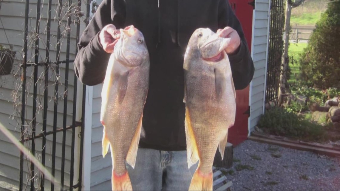 Expectations High for Another Great Year of Lake Erie Walleye Fishing -  Scioto Post