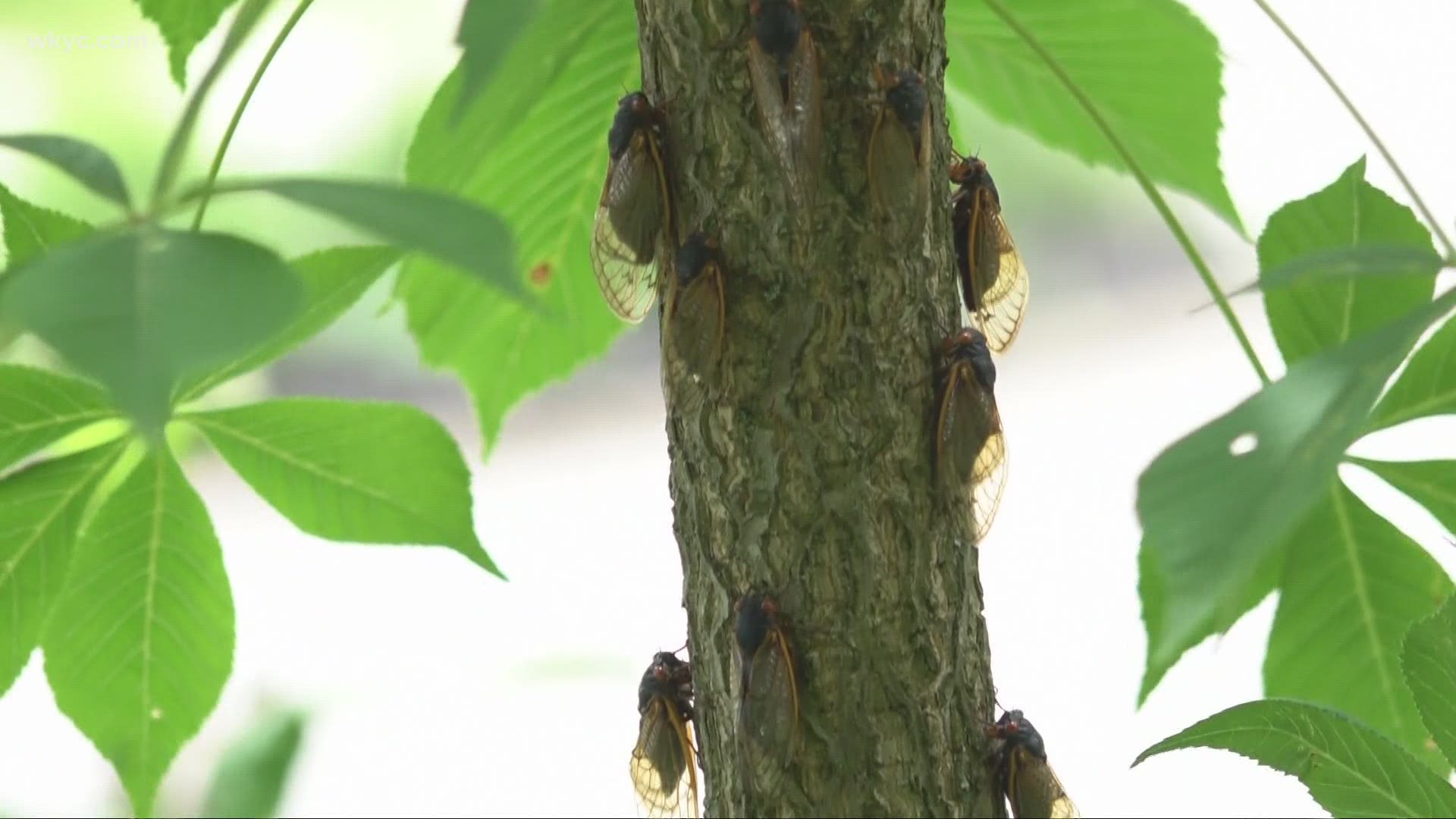 After a 17-year hiatus, Cicadas are back. Mike Polk Jr. visited Columbus, where they appear to be taking over.