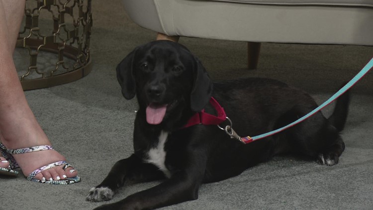 Clear the Shelters 2022: Meet Quinn from the Cuyahoga County Animal Shelter!