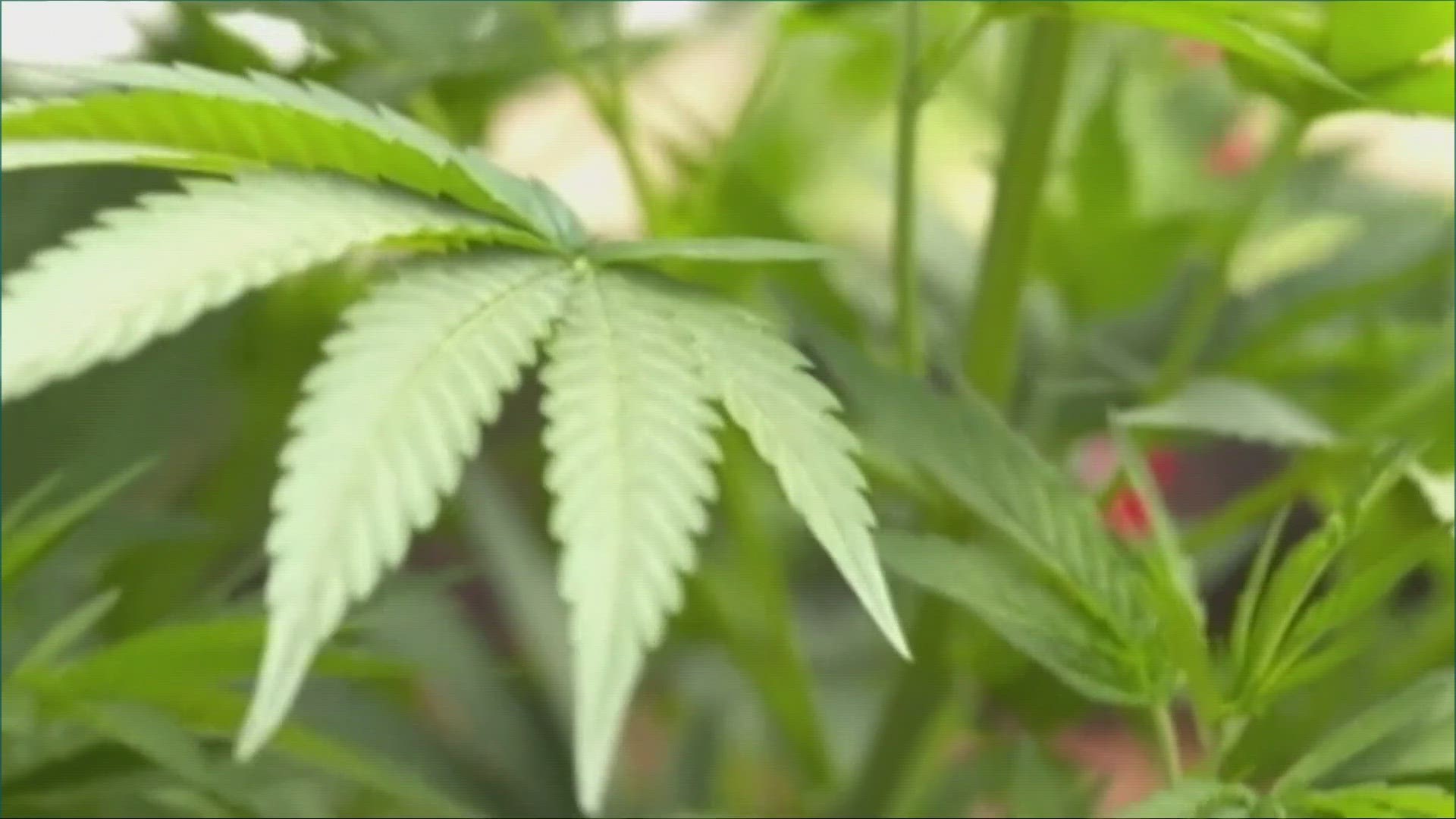 Ohio will vote on legalizing marijuana in November.