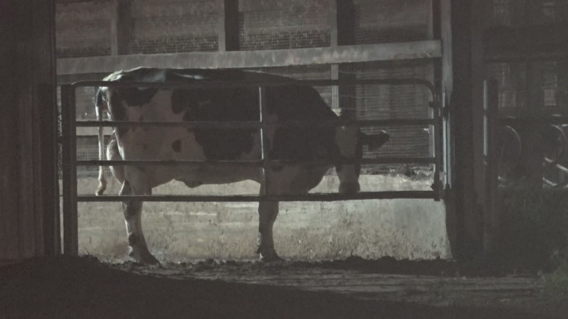 Comp Dairy Farm is located on the 3000 block of Allen-Comp Road in Dorset. In operation since 1885, the farm is home to approximately 2,000 dairy cows.