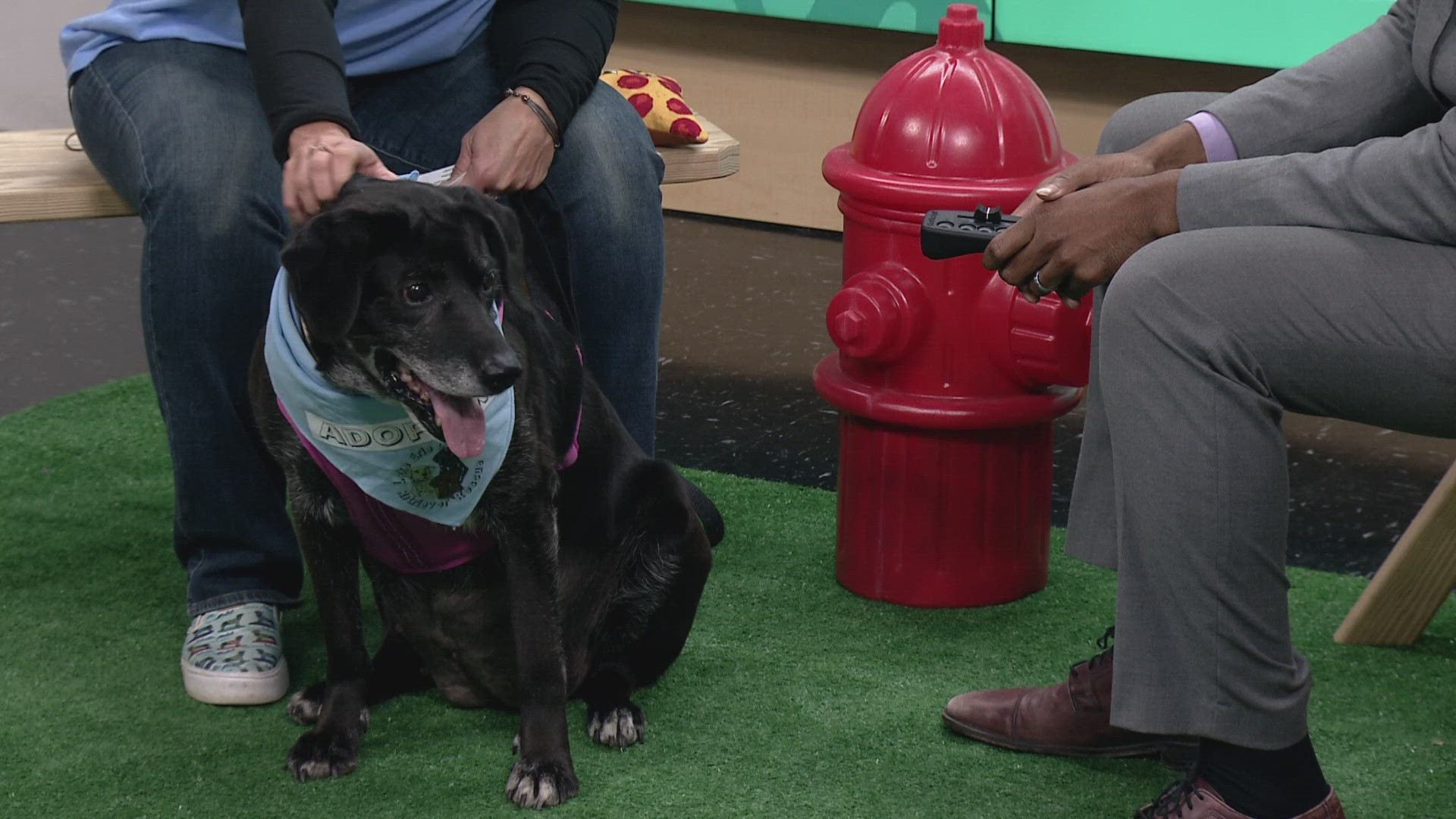 Ready Pet GO! Lake Erie Labrador Retriever Rescue visits 3News | wkyc.com