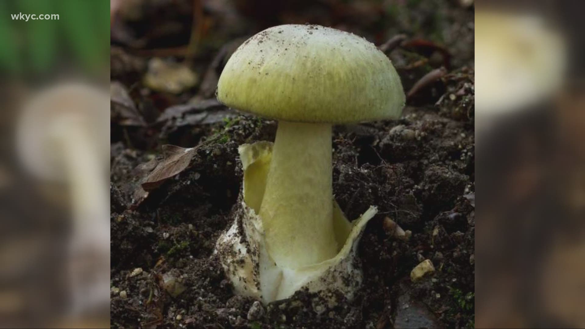 There's likely something deadly popping up in your yard.  It's the 'Death Cap' Mushroom and every year dozens of people and pets get sick from eating them.