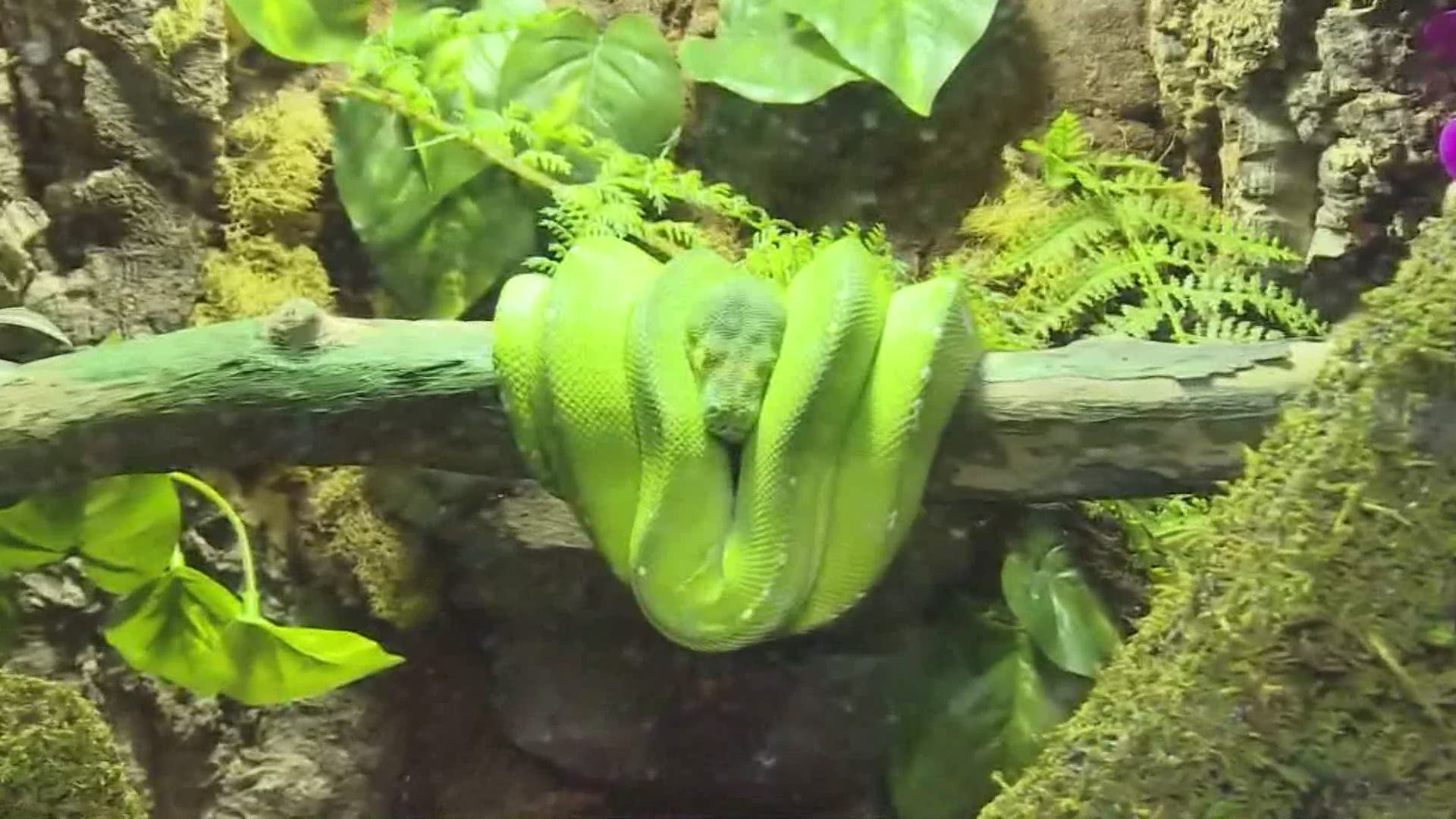 March 19, 2019: We explore the upgrades made to the Asia & Indonesia gallery at the Greater Cleveland Aquarium. Among the new species on display are a frilled lizard and green tree python.