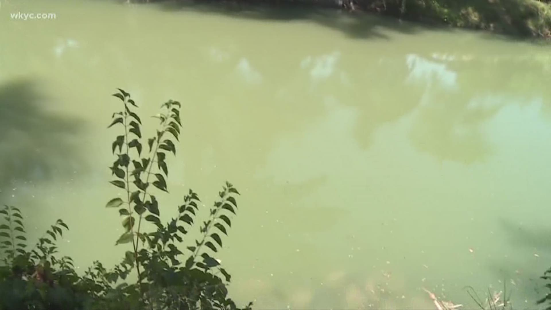 In a number of states people have reported their pets becoming sick or dying after coming in contact with blue green algae in lakes or ponds.  The algae blooms are common in the hot mid to late summer months in nutrient rich water.