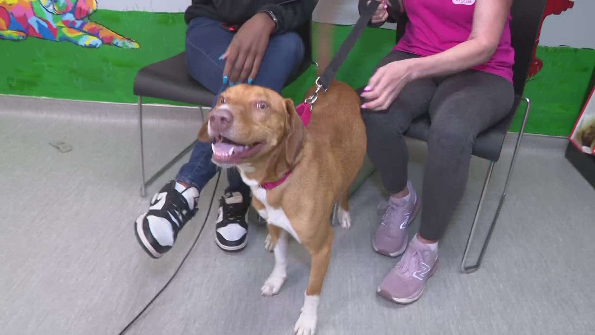 The Berea Animal Rescue is one of many shelters in Northeast Ohio participating in Clear the Shelters. Sammy is up for adoption from the Berea Animal Rescue.