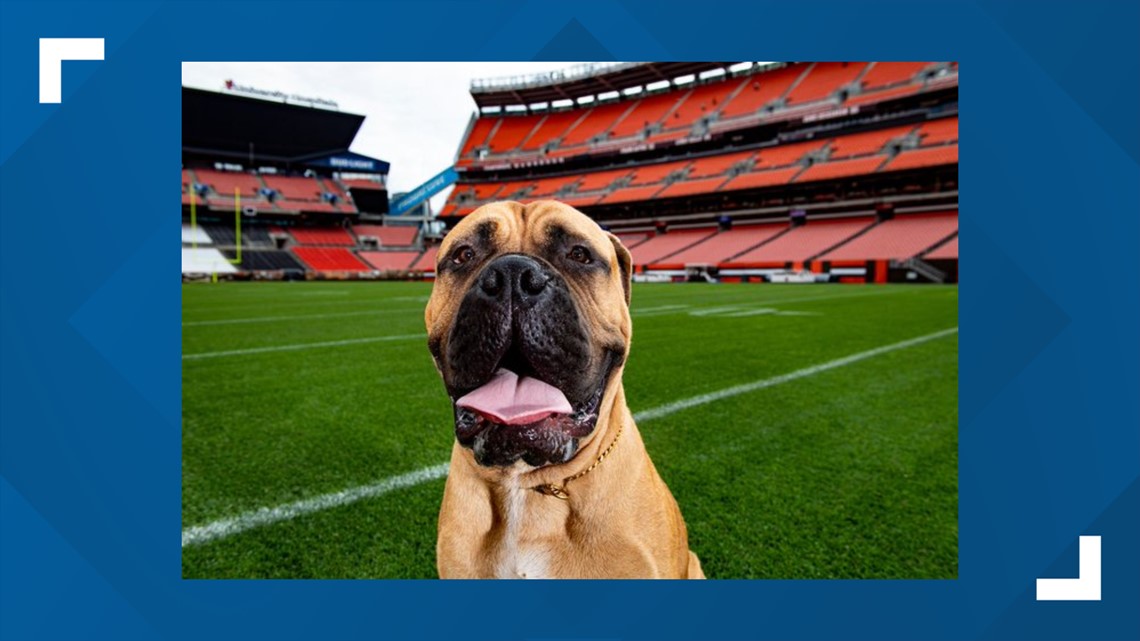 Cleveland Browns mascot Swagger retires after five seasons