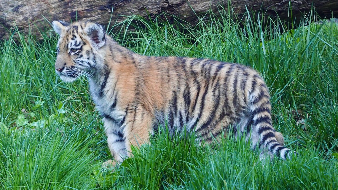 Cleveland Metroparks Zoo Celebrates Debut of 3 Endangered Tiger Cubs