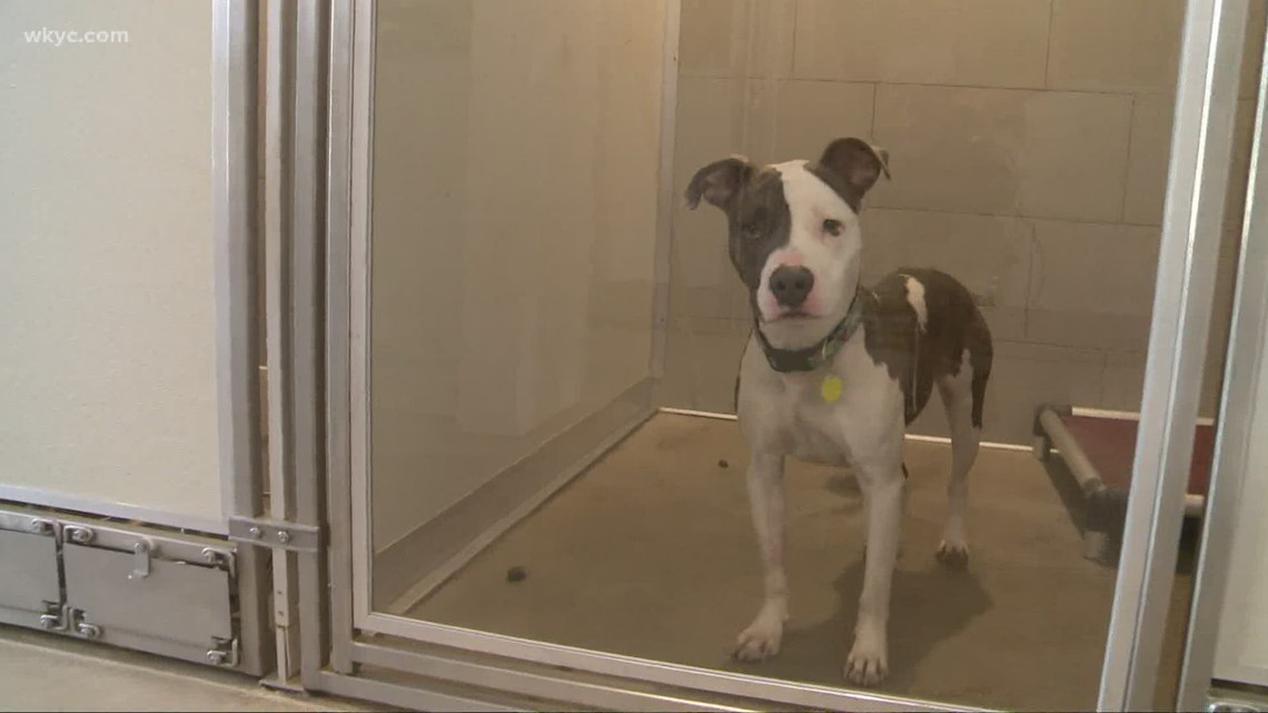 Clear the Shelters Animal abusers put on notice as Ohio pushes for