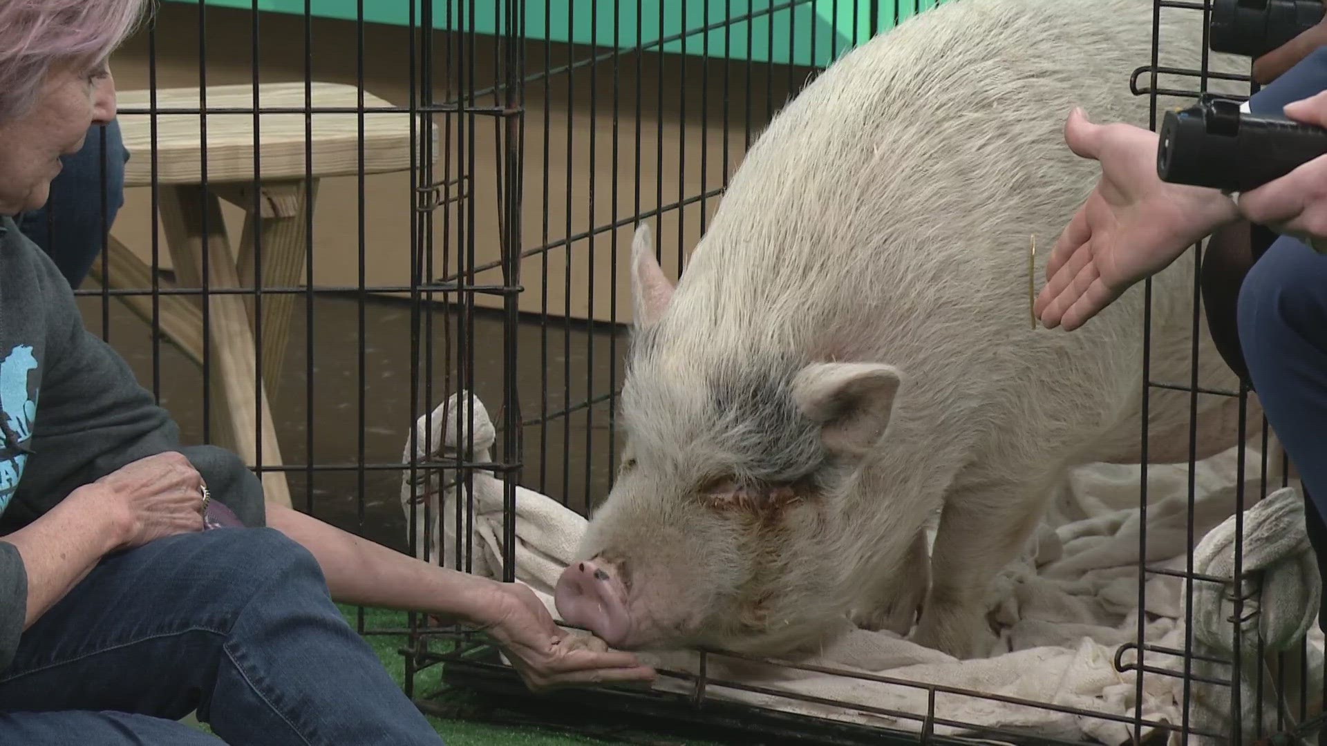 Holly the pig from Happy Trails Farm Animal Sanctuary is up for adoption