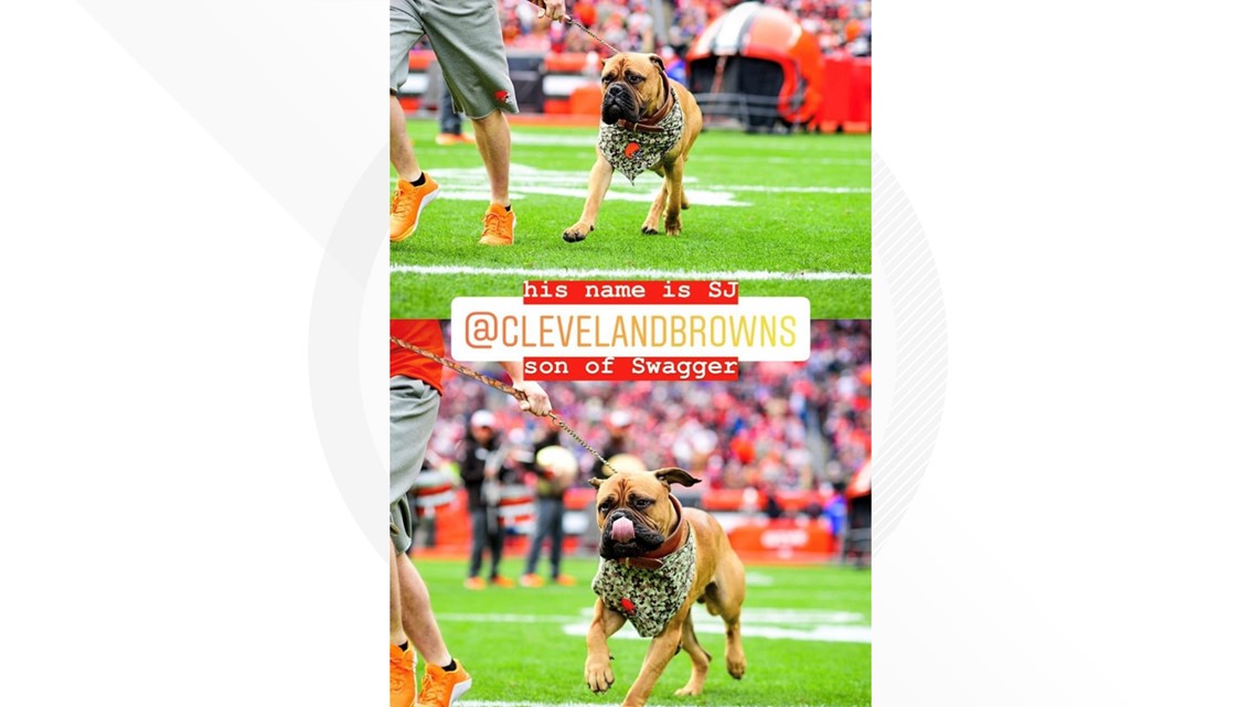 Swagger, the Cleveland Browns bullmastiff mascot, is retiring after  Sunday's game