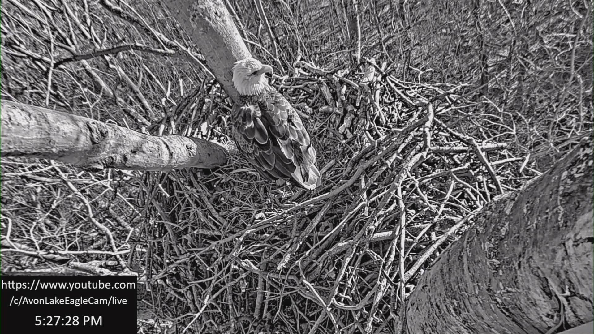 The bald eagle parents, named Stars and Stripes, have had a nest at Avon Lake's Redwood Elementary School since 2014. Eggs usually take 40 days to hatch.