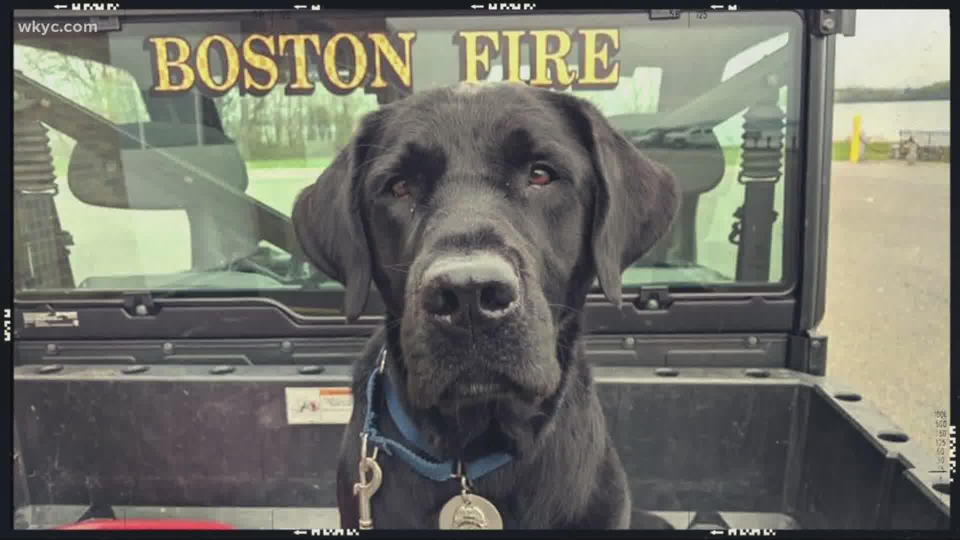 Aug. 26, 2020: Theo is a special dog. He's one of only about 60 accelerant-detection dogs in the country. Theo's work has taken him across the country.