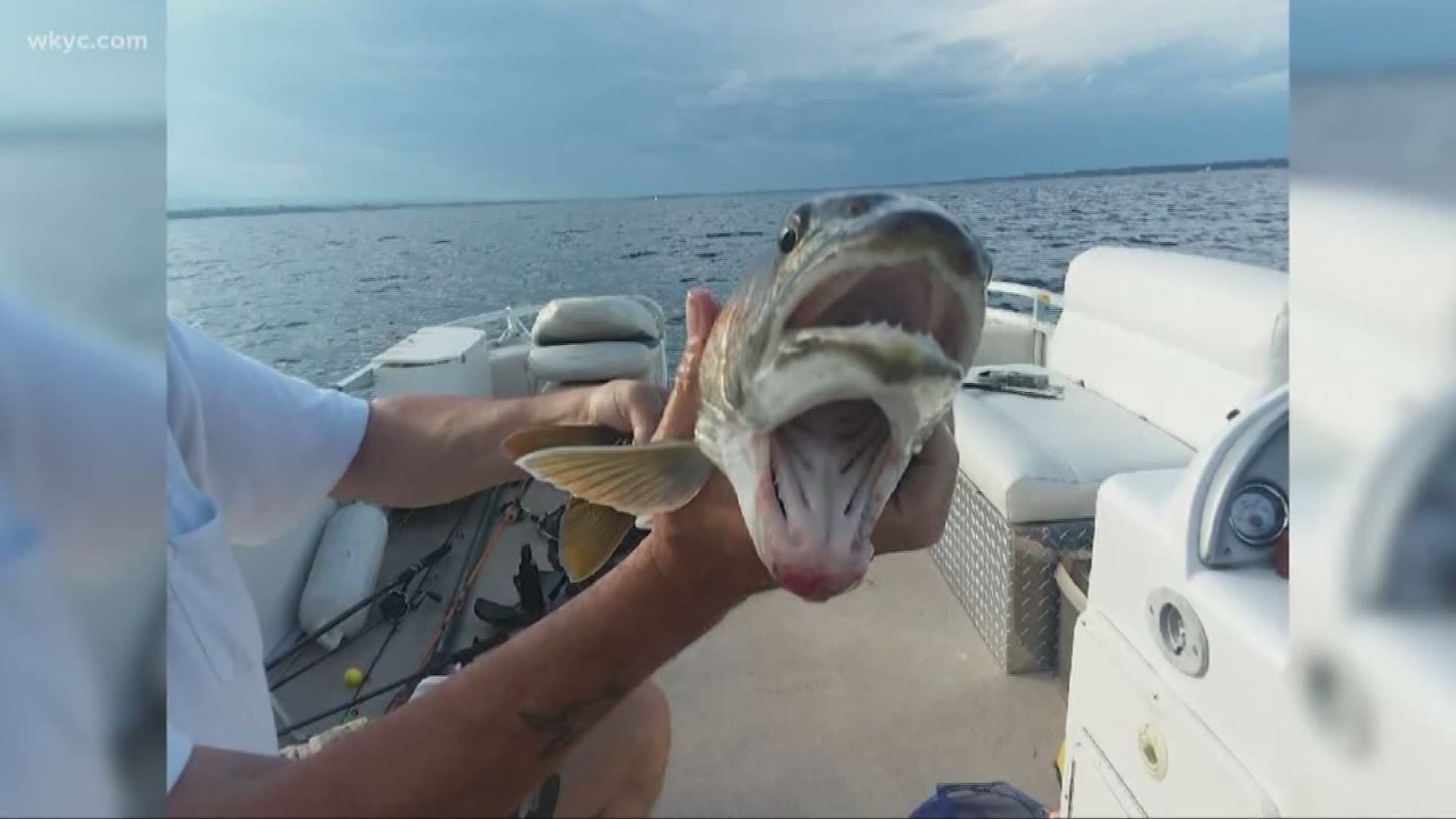 Aug. 26, 2019: Yep... That's a fish with two mouths. A woman's recent catch is taking social media by storm.
