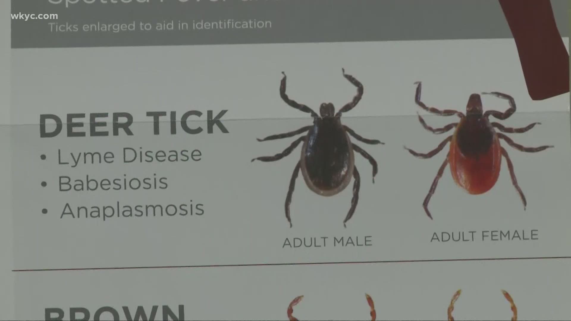 Are Dog Ticks Bad