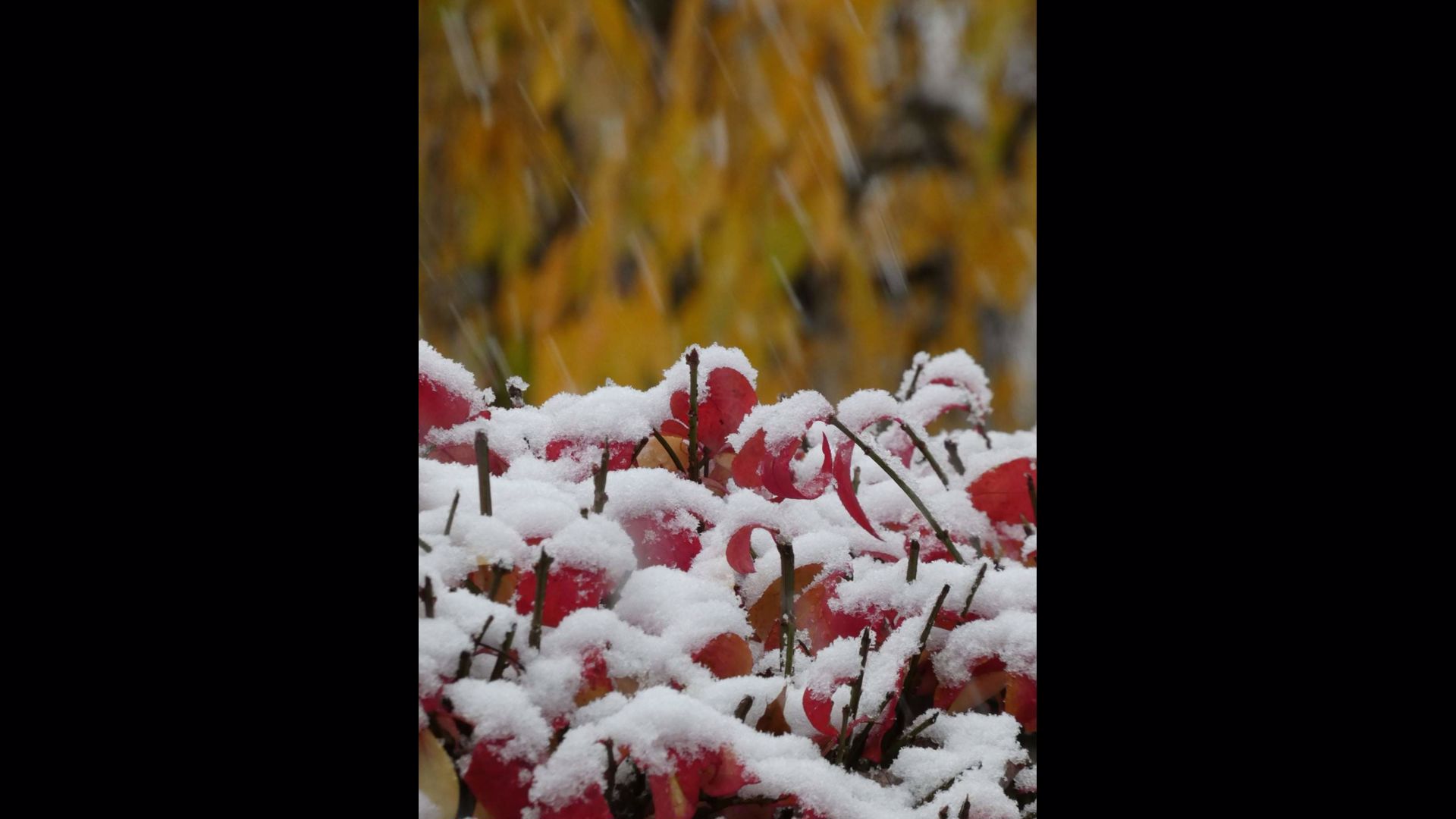 PHOTOS: Viewer pics from the first snow of the season! | wkyc.com