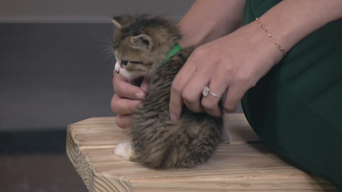 Clear the Shelters 2023 pet adoption campaign: Kitten Krazy, Inc