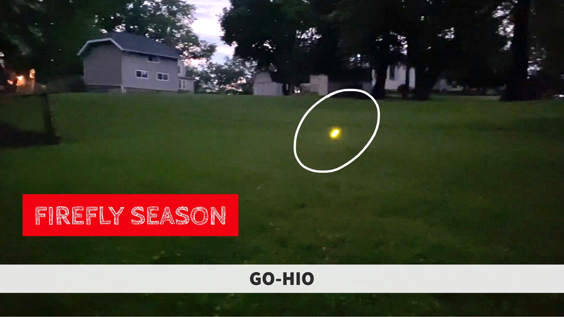 Lightning bug season has arrived in Ohio where to see them