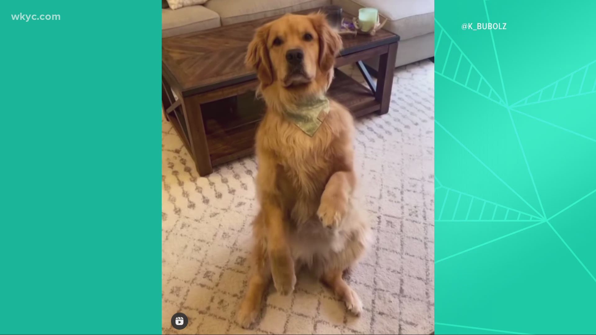 This is so cute.  Check out this dog's reaction after hearing this 1980's hit.  What would Bonnie Tyler think? This dog's feeling about this song is priceless.