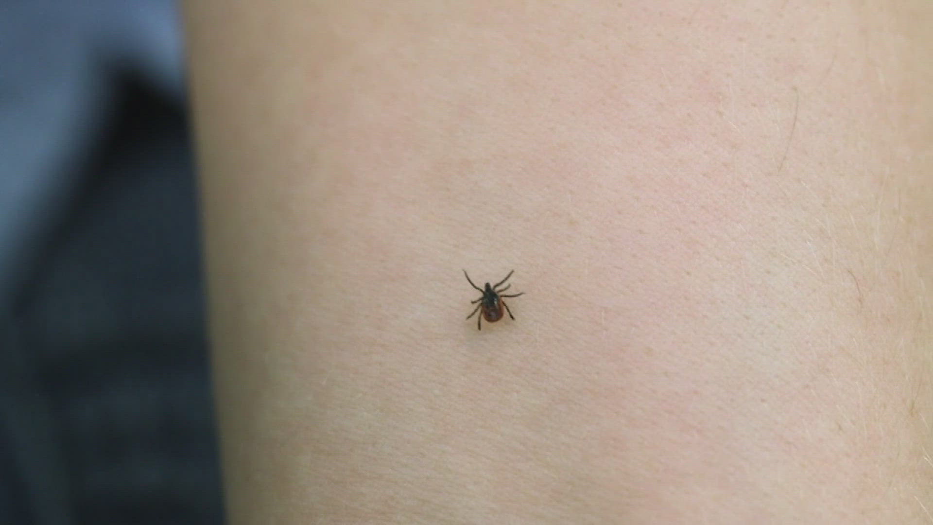 Warmer weather is moving in, but so are the ticks. Consumer Reports looks at chemical-free ways to limit the amount of ticks making your backyard home.