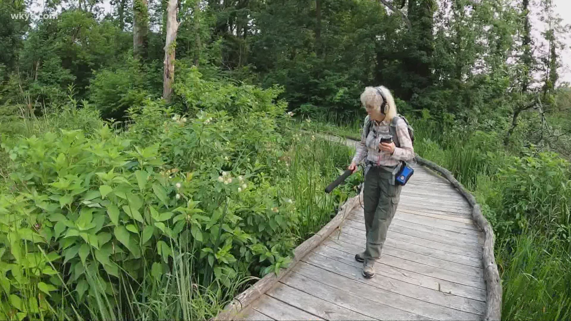 One local woman records and identifies insects using their calls, using them to track changes in the environment