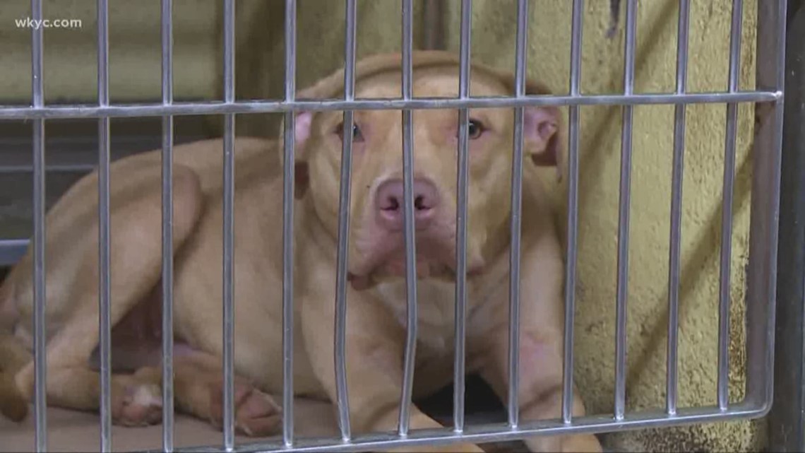 Cleveland city kennel closed Monday, Tuesday to move to new location