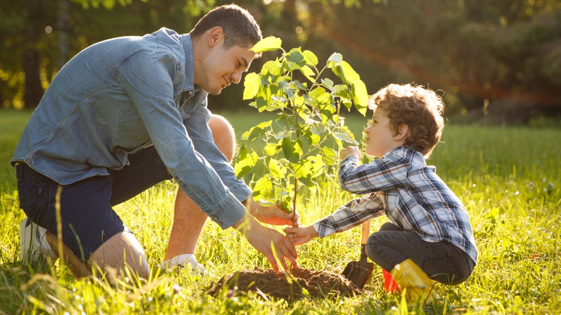 Trees for People: How you can help Ohio's tree problem | wkyc.com