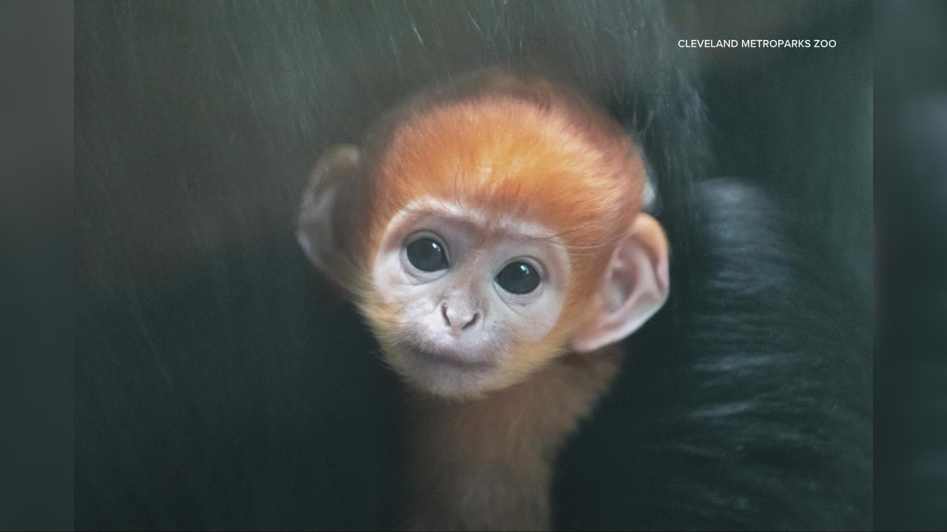 The zoo announced the birth on Facebook. The François' langur monkey was born on July 16.