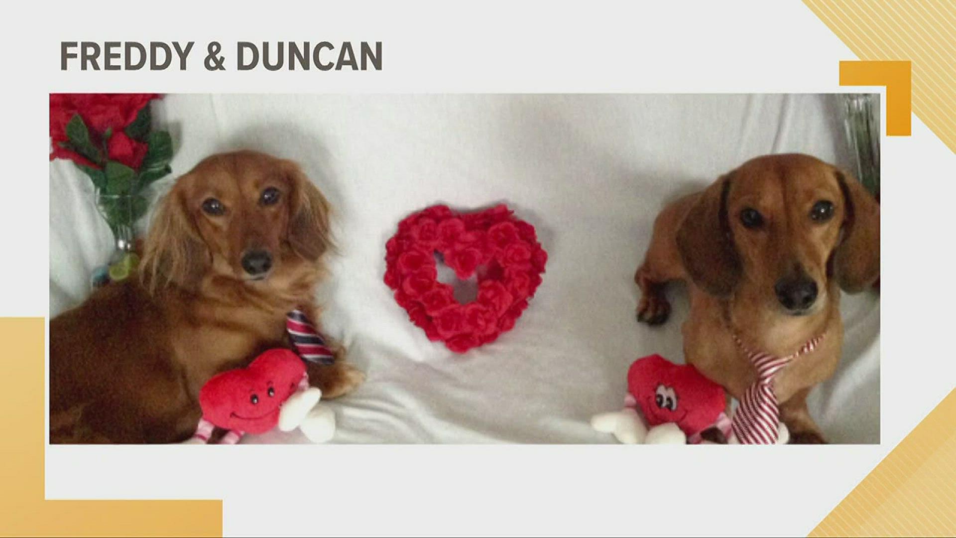 Doggone Weather: Freddy and Duncan