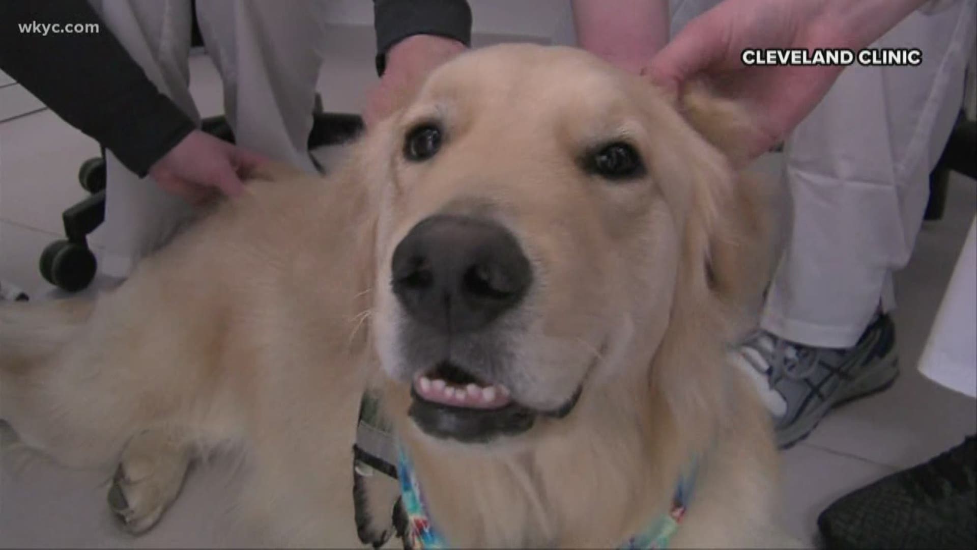 February 3, 2020: Meet Kid. This 2-year-old Golden Retriever is helping put smiles on the faces of patients at Cleveland Clinic Children's every day! Good boy!