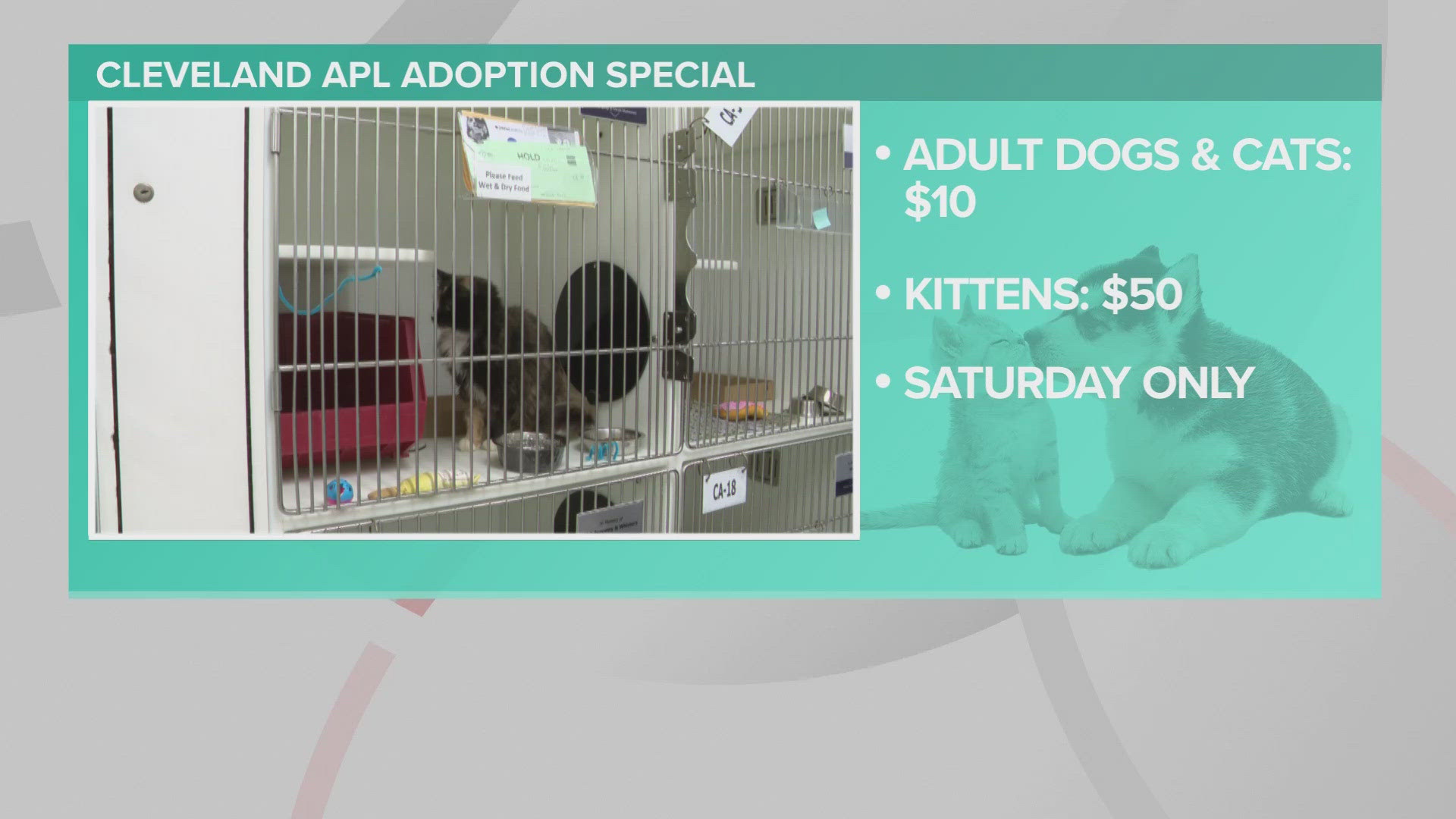 To celebrate the start of fall and "sweater weather," Cleveland APL is reducing adoption fees to $10 for adult cats and dogs and $50 for kittens.