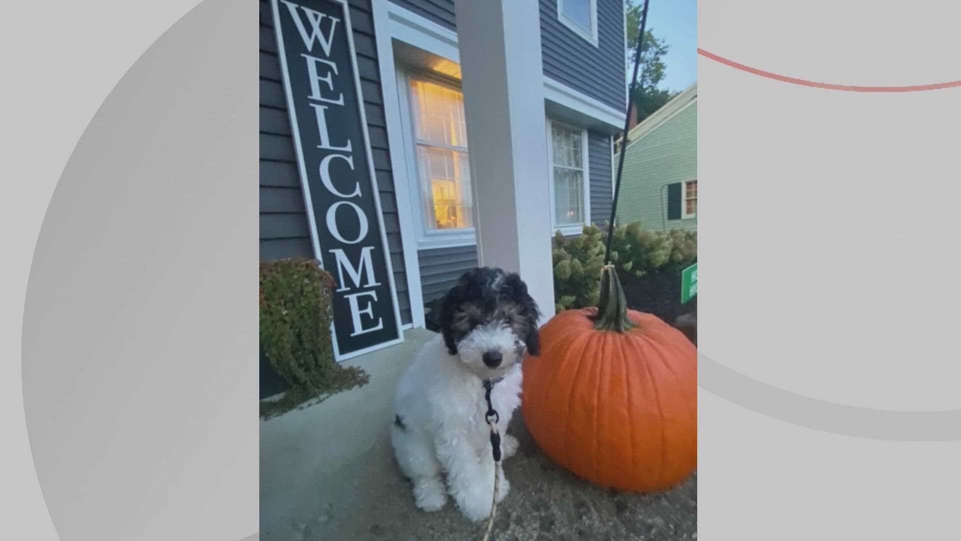 Thursday was a special edition of Doggone Weather! 3News' Dave Chudowsky introduced his new puppy, Navy Belle!