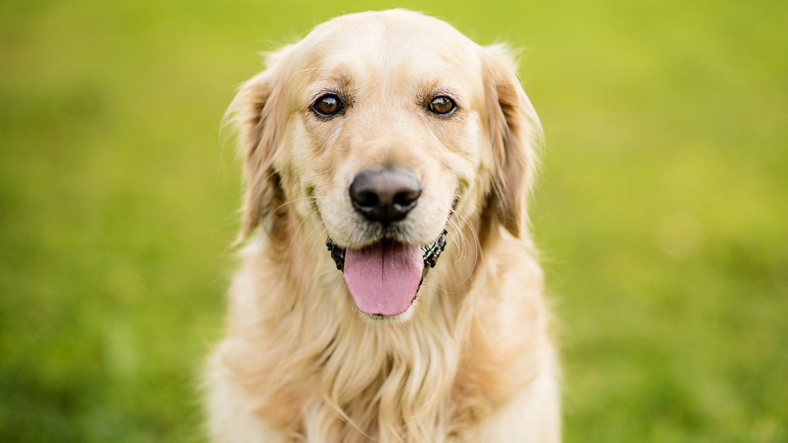 Birmingham Barons - Happy #NationalDogDay to our favorite pup